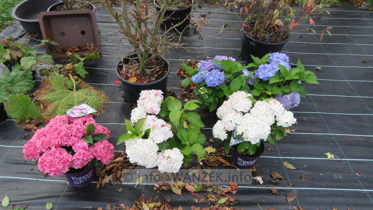 Hydrangea macrophylla Endless Summer - Ende Oktober noch bluehend.JPG